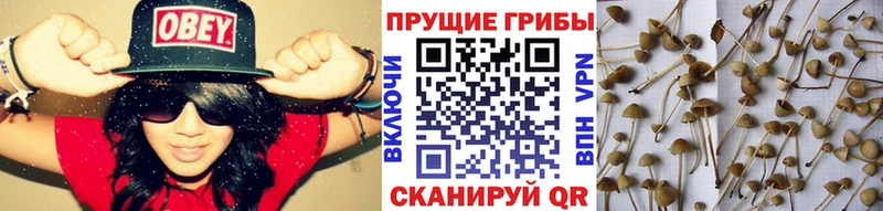 kraken как зайти  Котельники  Галлюциногенные грибы Psilocybe 